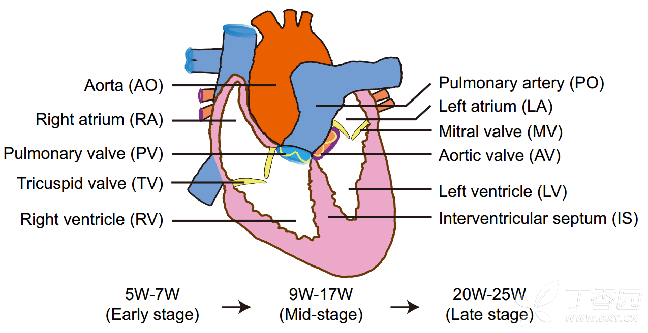 北京大学绘制人类心脏高精度发育细胞图谱 - 细胞生物学和信号转导版