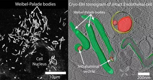 以下简称wpb)是血管内皮细胞中的一种特殊的 分泌性杆状(棒状)细胞器