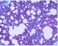 肺纤维化大鼠模型