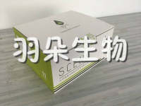 非洲猪瘟病毒抗原检测试纸条