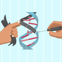 哺乳动物CRISPR(单gRNA)表达质粒载体