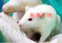 小鼠肝炎模型