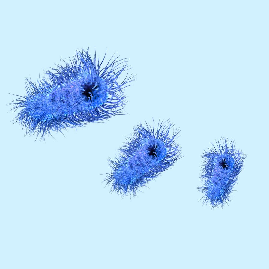 昆虫细胞杆状病毒转移载体（含单启动子）