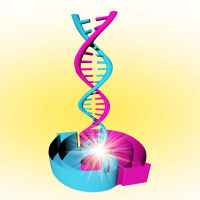 BAC修饰（Recombineering）