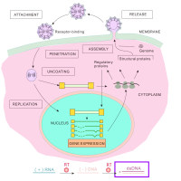 MMLV逆转录病毒包装