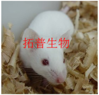 急性肝损伤小鼠模型