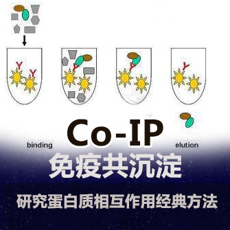 Co-IP实验服务（免疫共沉淀）