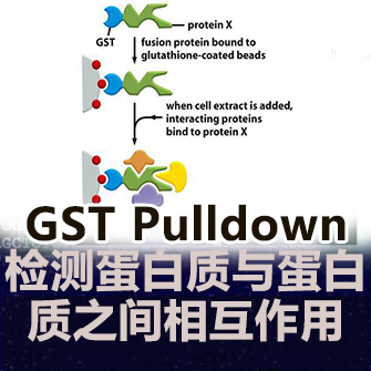 GST Pulldown（蛋白質與蛋白質相互作用）實驗服務