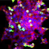 荧光拍照（双标）