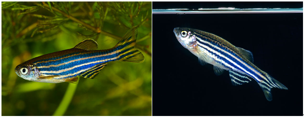 神奇动物在这里之水形物语