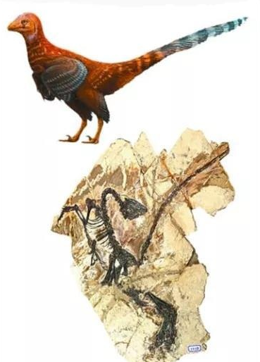 借助高端光谱仪器 世界首张恐龙彩照写真生成