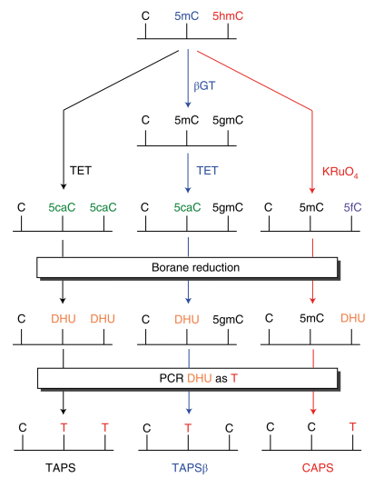 厉害了，成本仅为WGBS一半！牛津大学成功开发新型DNA甲基化测序方法