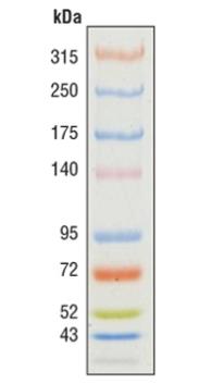43-315 kDa蛋白Marker ，Color-coded Prestained Protein Marker, High Range (43-315 kDa) #12949