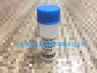 重组乙肝病毒E抗原(HBeAg)