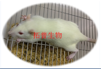 类风湿关节炎模型