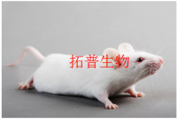 Ⅱ型糖尿病大鼠模型