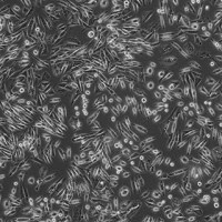 仓鼠卵巢细胞-CHO