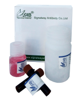 BCA蛋白定量试剂盒