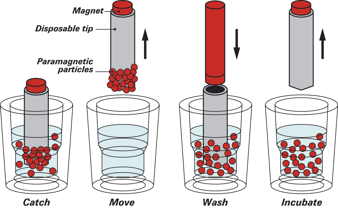 赛默飞KingFisher Duo Prime磁珠纯化仪