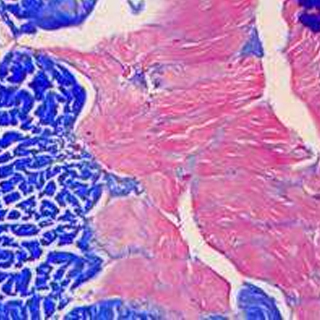 网状纤维染色银染实验服务