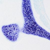 甲苯.胺蓝染色实验服务