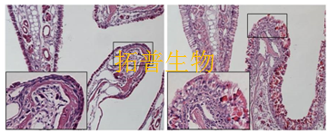 过敏性鼻炎模型