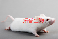 前列腺炎大鼠模型