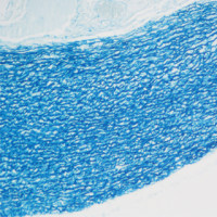 维多利亚蓝染色实验服务