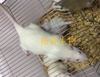 糖尿病肾病大鼠模型