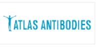 Atlas antibodies特约代理