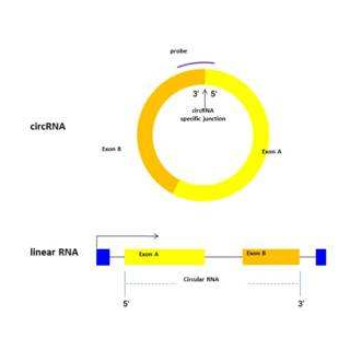 环状RNA芯片定制检测服务