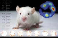 EthoVision XT动物运动轨迹跟踪系统