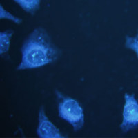 细胞增殖实验服务