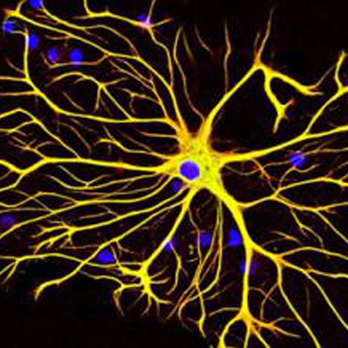 神经元细胞培养实验服务