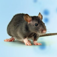 疾病模型/动物造模