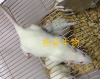 实验性自身免疫性脑脊髓炎模型(EAE)