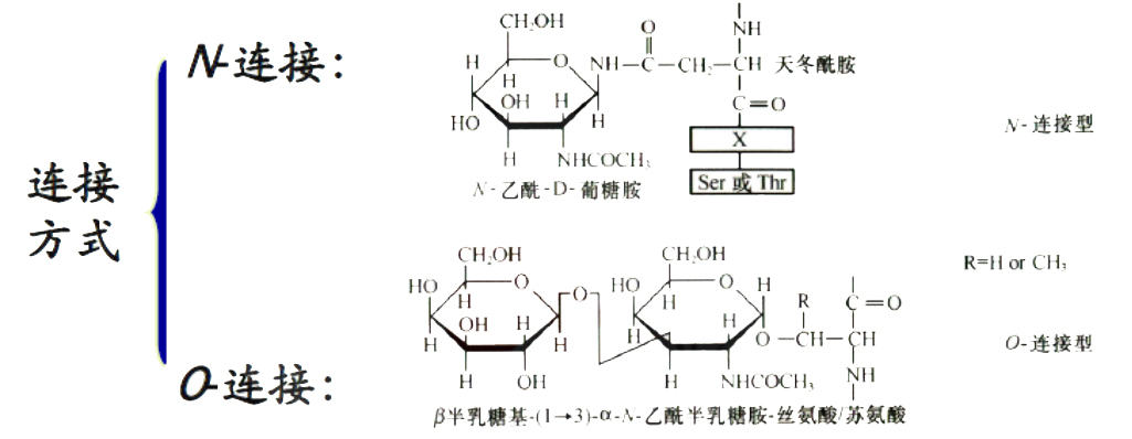 推新蛋白质糖基化
