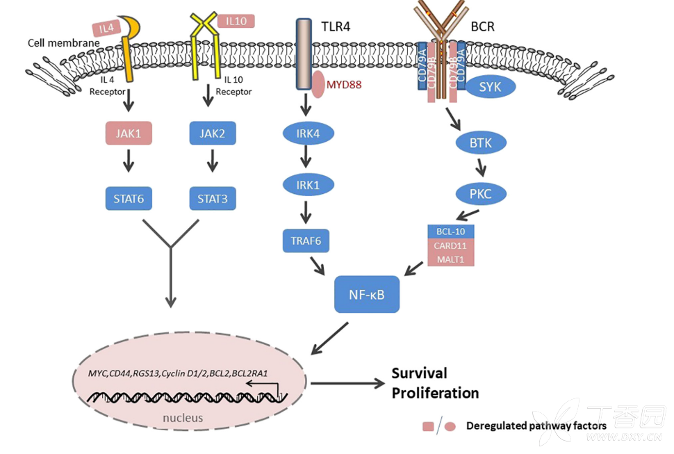 必须要免疫组化的结果,主要标记包括所有的 b 细胞标志(cd19, cd20