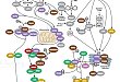 Cell Intrinsic Innate Immunity Signaling