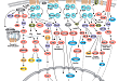 G-Protein Coupled Recept or Signaling: Overview