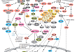 Overview: Regulation of Apoptosis