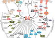 AMPK Signaling