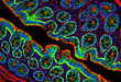 流式细胞术（Flow Cytometry）