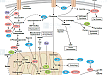 Glutamine Metabolism