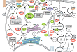 Phosphoinositide Signaling