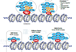 ATP-Dependent Chromatin Remodeling Complexes