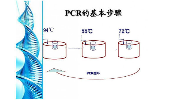 大肠埃希菌(大肠O157)stx1(282bp)和stx2(584bp)常规PCR检测试剂盒图片