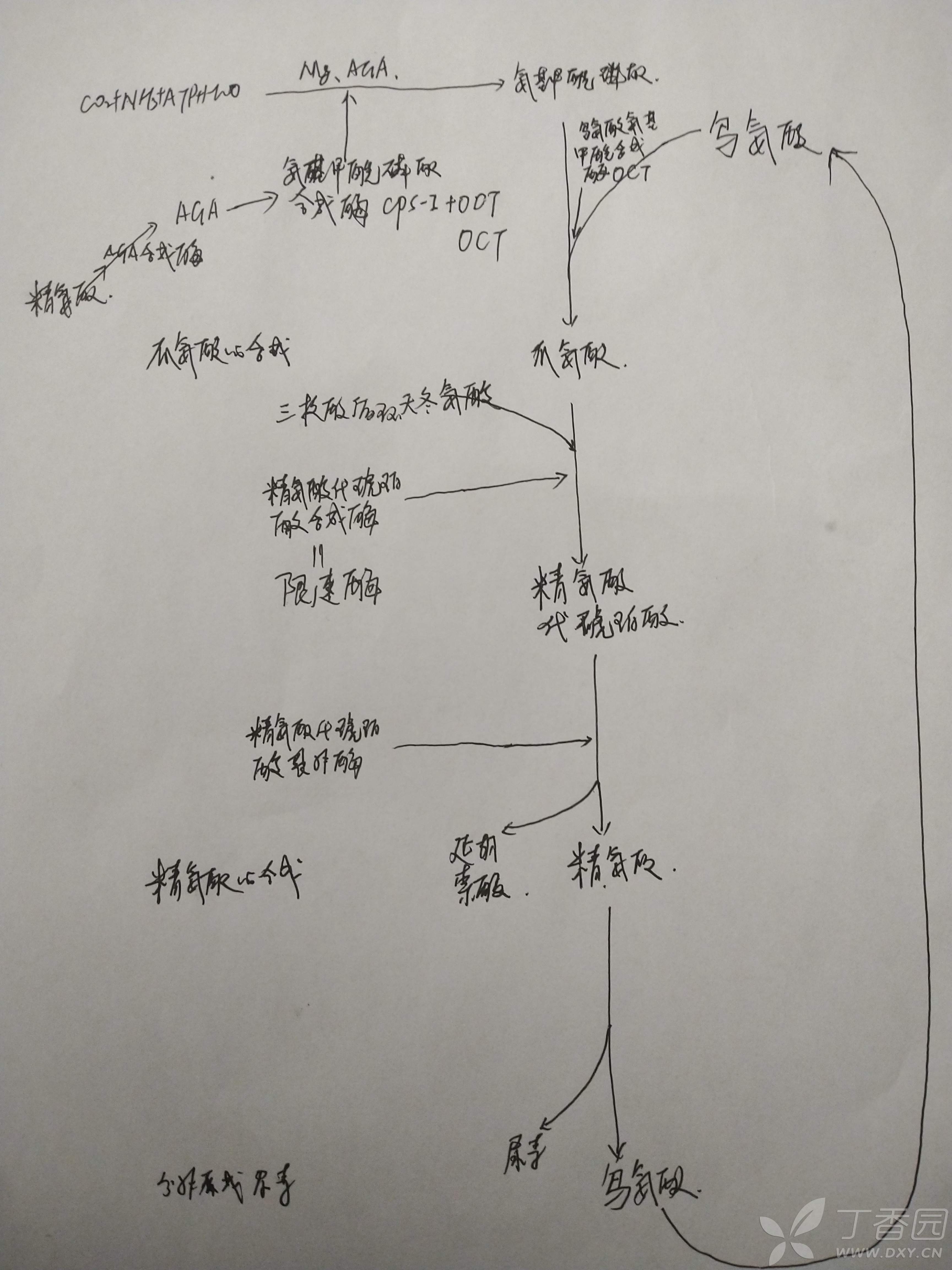 鸟氨酸循环的过程图片