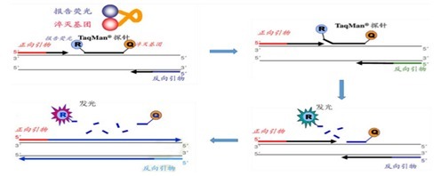 阪崎肠杆菌rpsU-dnaG 基因荧光PCR检测试剂盒间序列(探针法） 哪里有卖