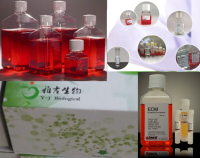 PC-3MIE8人前列腺癌高转移细胞株